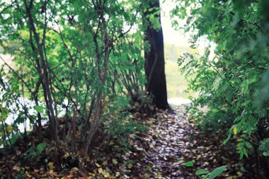 Parlak bahar, şafakta ormanda yeşilleniyor. Doğa ilkbaharın başlarında canlanır..
