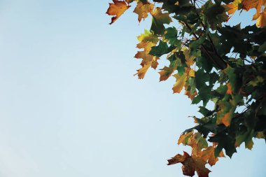 Parlak bahar, şafakta ormanda yeşilleniyor. Doğa ilkbaharın başlarında canlanır..