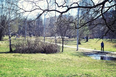 Parlak bahar, şafakta ormanda yeşilleniyor. Doğa ilkbaharın başlarında canlanır..