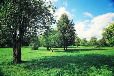Parlak bahar, şafakta ormanda yeşilleniyor. Doğa ilkbaharın başlarında canlanır..