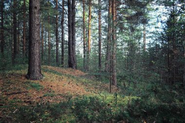 Parlak bahar, şafakta ormanda yeşilleniyor. Doğa ilkbaharın başlarında canlanır..