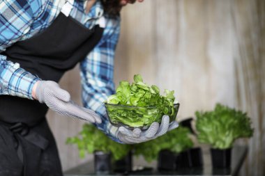 Önlüklü ve eldivenli adamın elinde bir kase taze yeşil sala var.