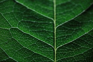 Su damlacıklarıyla bir çiçek yaprağının makro görüntüsü. Bulanık lekelerin arkaplanındaki yaprak ve yaprak dokusu.