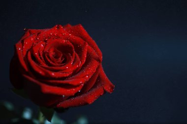 Bir buket taze çiçek. Sevdiğine bayram hediyesi. Sevgililer Günü arkaplanı. Gül, lale, Iris çiçek aranjmanı.