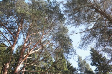 Sonsuz yeşil ağaçların tepeleri mavi gökyüzüne karşı