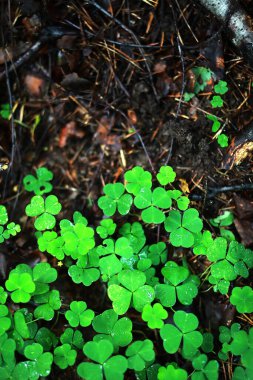 Dört yapraklı yonca arkaplanı. Geleneksel İrlanda sembolü. Aziz Patrick Günü.
