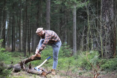Büyük bir balta ile sakallı bir oduncu ağaç felling önce inceler