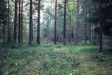 Parlak bahar, şafakta ormanda yeşilleniyor. Doğa ilkbaharın başlarında canlanır..