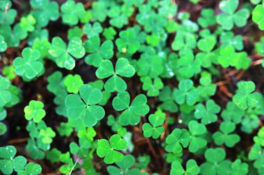 Dört yapraklı yonca arkaplanı. Geleneksel İrlanda sembolü. Aziz Patrick Günü.