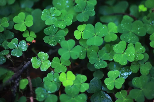 Pozadí Rostlinného Jetele Čtyři Listy Irský Tradiční Symbol Patrick Day — Stock fotografie