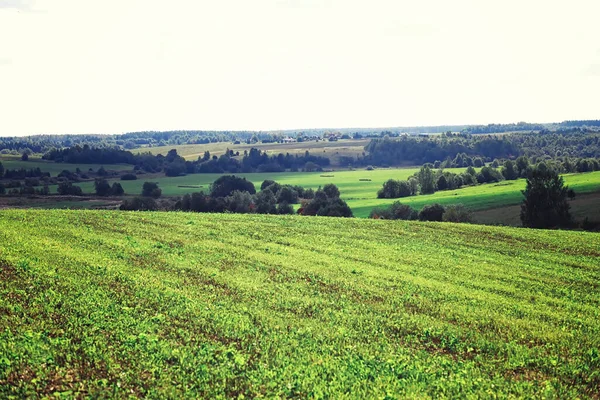 Jasna Wiosenna Zieleń Świcie Lesie Natura Ożywa Wczesną Wiosną — Zdjęcie stockowe