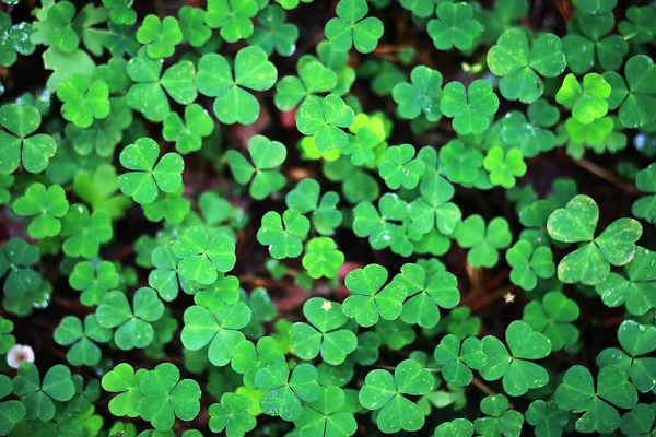 Fondo Del Trébol Planta Cuatro Hojas Símbolo Tradicional Irlandés Día — Foto de Stock