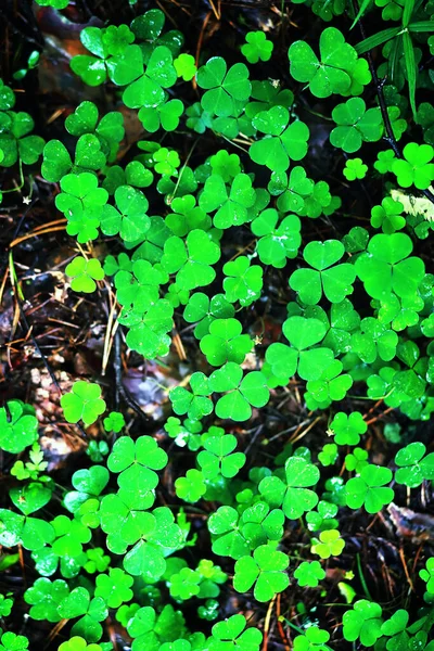 Pozadí Rostlinného Jetele Čtyři Listy Irský Tradiční Symbol Patrick Day — Stock fotografie