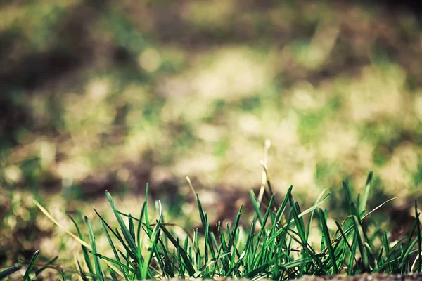 Verdes Brillantes Primavera Amanecer Bosque Naturaleza Cobra Vida Principios Primavera — Foto de Stock