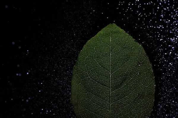 Macro Tiro Uma Pétala Flor Com Salpicos Baixas Água Textura — Fotografia de Stock