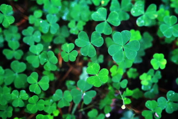 Pozadí Rostlinného Jetele Čtyři Listy Irský Tradiční Symbol Patrick Day — Stock fotografie