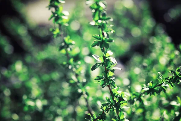 Verdes Brillantes Primavera Amanecer Bosque Naturaleza Cobra Vida Principios Primavera — Foto de Stock