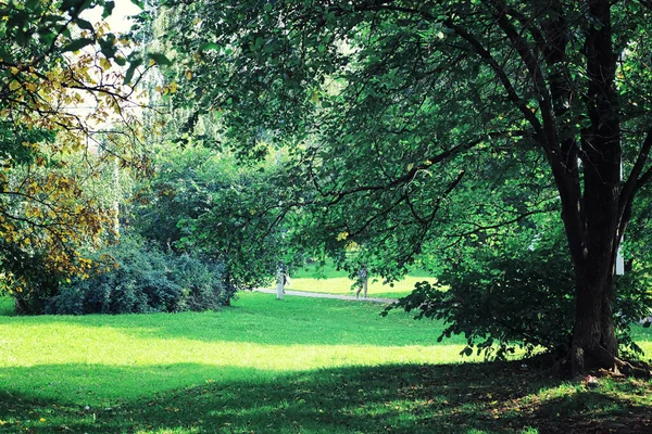 Jasna Wiosenna Zieleń Świcie Lesie Natura Ożywa Wczesną Wiosną — Zdjęcie stockowe