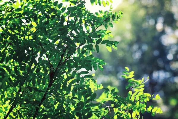 Vert Printanier Lumineux Aube Dans Forêt Nature Prend Vie Début — Photo
