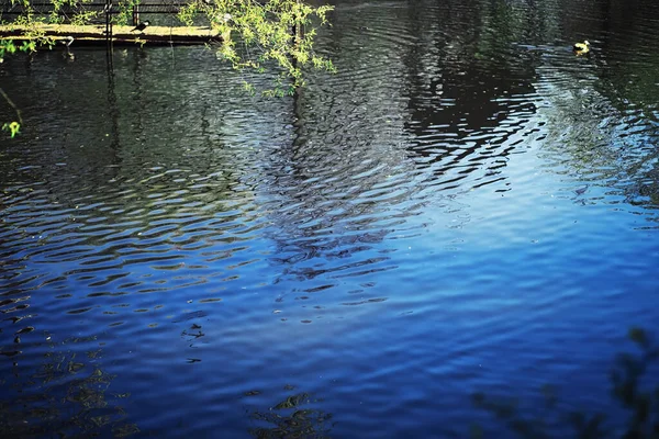 Ljusa Vårgreener Gryningen Skogen Naturen Vaknar Till Liv Tidigt Våren — Stockfoto