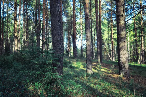 Ljusa Vårgreener Gryningen Skogen Naturen Vaknar Till Liv Tidigt Våren — Stockfoto