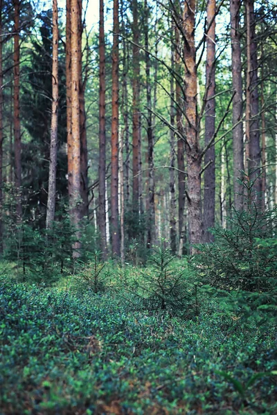 Jasna Wiosenna Zieleń Świcie Lesie Natura Ożywa Wczesną Wiosną — Zdjęcie stockowe