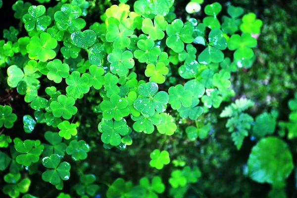 Bakgrund Från Växt Klöver Fyra Blad Irländsk Traditionell Symbol Patrick — Stockfoto