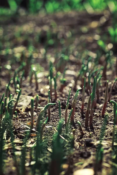 Verdes Brillantes Primavera Amanecer Bosque Naturaleza Cobra Vida Principios Primavera —  Fotos de Stock