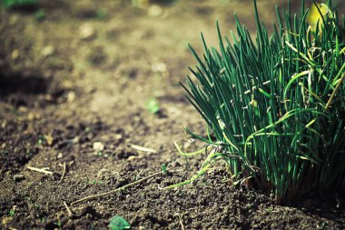 Parlak bahar, şafakta ormanda yeşilleniyor. Doğa ilkbaharın başlarında canlanır..