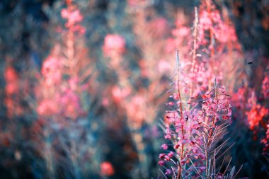 Yabani çiçek. Yeşil çayır pınarındaki küçük çiçekler.