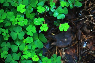 Dört yapraklı yonca arkaplanı. Geleneksel İrlanda sembolü. Aziz Patrick Günü.
