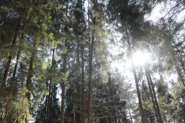 Sonsuz yeşil ağaçların tepeleri mavi gökyüzüne karşı