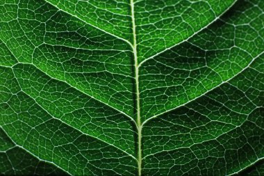 Su damlacıklarıyla bir çiçek yaprağının makro görüntüsü. Bulanık lekelerin arkaplanındaki yaprak ve yaprak dokusu.