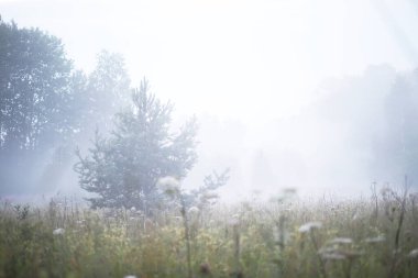 Sahada sis var. Yazın beyaz sisle akşam doğası.