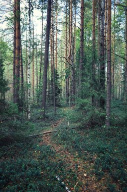Parlak bahar, şafakta ormanda yeşilleniyor. Doğa ilkbaharın başlarında canlanır..