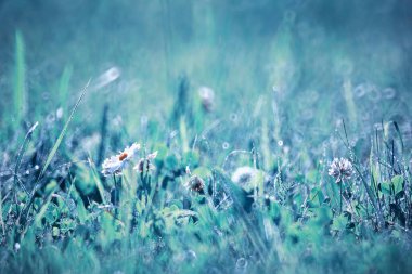 Yabani çiçek. Yeşil çayır pınarındaki küçük çiçekler.