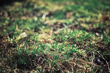 Parlak bahar, şafakta ormanda yeşilleniyor. Doğa ilkbaharın başlarında canlanır..