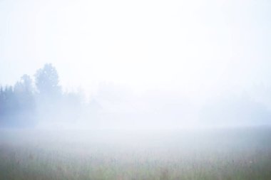 Sahada sis var. Yazın beyaz sisle akşam doğası.