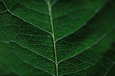 Su damlacıklarıyla bir çiçek yaprağının makro görüntüsü. Bulanık lekelerin arkaplanındaki yaprak ve yaprak dokusu.