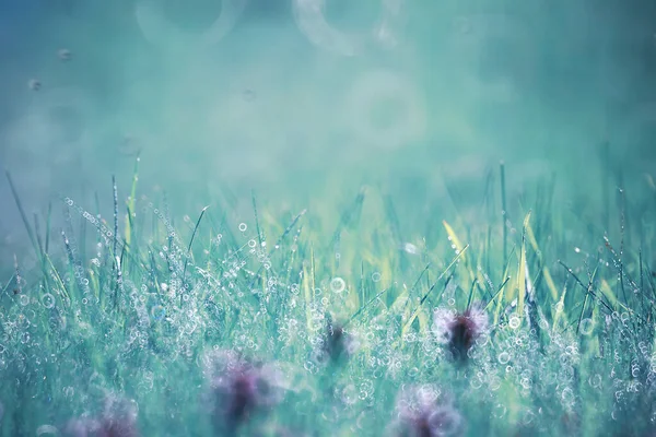 Wildblume Kleine Blumen Auf Einer Grünen Wiese Frühling — Stockfoto