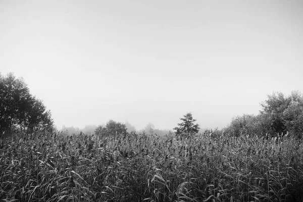 Köd Tóban Reggeli Természet Víz Fehér Köd — Stock Fotó