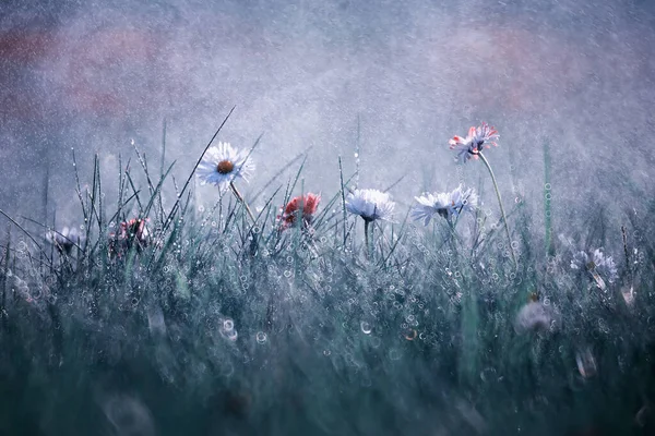 Дикий Цветок Маленькие Цветы Зеленом Лугу — стоковое фото