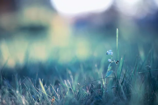 Flor Selvagem Pequenas Flores Uma Primavera Prado Verde — Fotografia de Stock