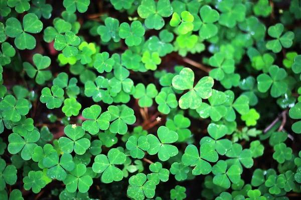 Pozadí Rostlinného Jetele Čtyři Listy Irský Tradiční Symbol Patrick Day — Stock fotografie