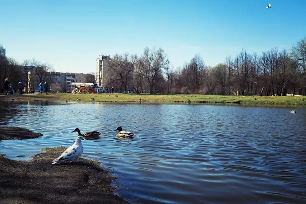 Ljusa Vårgreener Gryningen Skogen Naturen Vaknar Till Liv Tidigt Våren — Stockfoto