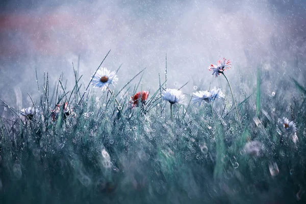 野生の花 緑の草原の春に小さな花 — ストック写真