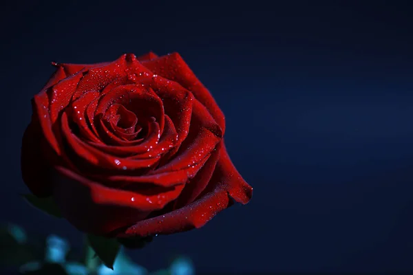 Macro Tiro Uma Pétala Flor Com Salpicos Baixas Água Textura — Fotografia de Stock