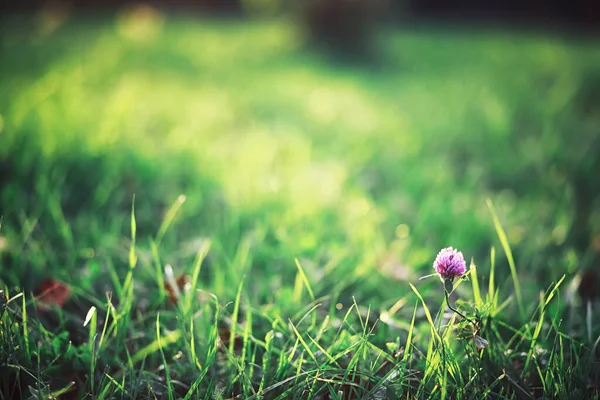 Verdes Brillantes Primavera Amanecer Bosque Naturaleza Cobra Vida Principios Primavera — Foto de Stock