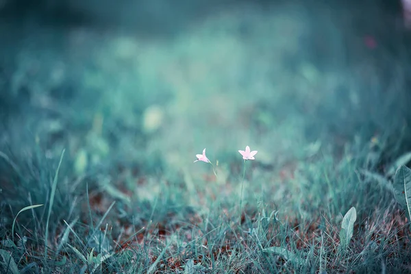 Divoká Květina Malé Květiny Zelené Louce Jaro — Stock fotografie