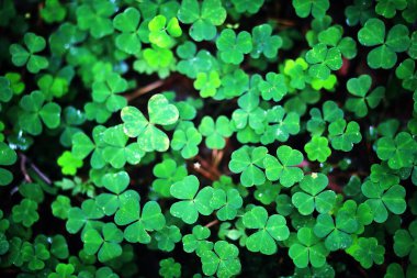 Dört yapraklı yonca arkaplanı. Geleneksel İrlanda sembolü. Aziz Patrick Günü.